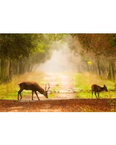 AOFOTO 6x4ft Deer in Forest Photography Backdrop Safari Animal Protection Background Elk Reindeer Wildlife Nature Reserve Park Timberland Misty Trees Hunting Horn Outdoor Scenery Photo Studio Props